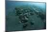 Corals Encroach on a Black Sand Slope in Komodo National Park, Indonesia-Stocktrek Images-Mounted Photographic Print