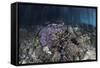 Corals Grow Along the Edge of a Mangrove Forest in Raja Ampat-Stocktrek Images-Framed Stretched Canvas