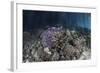 Corals Grow Along the Edge of a Mangrove Forest in Raja Ampat-Stocktrek Images-Framed Photographic Print