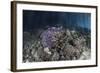 Corals Grow Along the Edge of a Mangrove Forest in Raja Ampat-Stocktrek Images-Framed Photographic Print