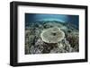 Corals Grow on a Shallow Reef in Indonesia-Stocktrek Images-Framed Photographic Print