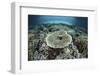 Corals Grow on a Shallow Reef in Indonesia-Stocktrek Images-Framed Photographic Print