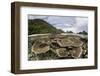 Corals Grow on a Shallow Reef in Raja Ampat, Indonesia-Stocktrek Images-Framed Photographic Print