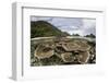 Corals Grow on a Shallow Reef in Raja Ampat, Indonesia-Stocktrek Images-Framed Photographic Print