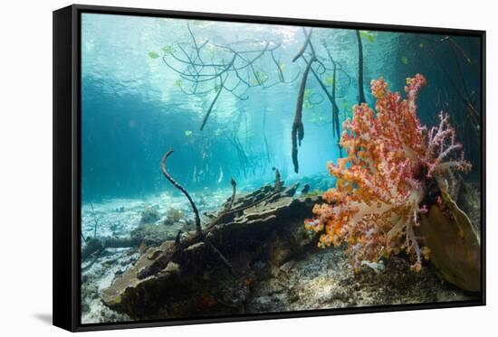 Corals In a Mangrove Swamp-Georgette Douwma-Framed Stretched Canvas