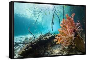 Corals In a Mangrove Swamp-Georgette Douwma-Framed Stretched Canvas