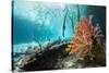 Corals In a Mangrove Swamp-Georgette Douwma-Stretched Canvas