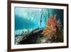 Corals In a Mangrove Swamp-Georgette Douwma-Framed Photographic Print