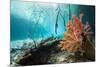 Corals In a Mangrove Swamp-Georgette Douwma-Mounted Photographic Print