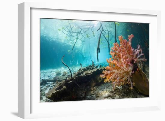 Corals In a Mangrove Swamp-Georgette Douwma-Framed Photographic Print