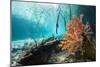 Corals In a Mangrove Swamp-Georgette Douwma-Mounted Photographic Print