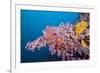 Corals in the Bug of the Japanese Wreck 2, Marovo Lagoon, the Solomon Islands-Reinhard Dirscherl-Framed Photographic Print