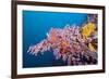 Corals in the Bug of the Japanese Wreck 2, Marovo Lagoon, the Solomon Islands-Reinhard Dirscherl-Framed Photographic Print