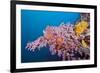 Corals in the Bug of the Japanese Wreck 2, Marovo Lagoon, the Solomon Islands-Reinhard Dirscherl-Framed Photographic Print