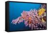 Corals in the Bug of the Japanese Wreck 2, Marovo Lagoon, the Solomon Islands-Reinhard Dirscherl-Framed Stretched Canvas