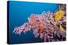 Corals in the Bug of the Japanese Wreck 2, Marovo Lagoon, the Solomon Islands-Reinhard Dirscherl-Stretched Canvas