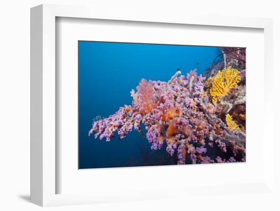 Corals in the Bug of the Japanese Wreck 2, Marovo Lagoon, the Solomon Islands-Reinhard Dirscherl-Framed Photographic Print