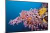Corals in the Bug of the Japanese Wreck 2, Marovo Lagoon, the Solomon Islands-Reinhard Dirscherl-Mounted Photographic Print