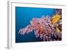 Corals in the Bug of the Japanese Wreck 2, Marovo Lagoon, the Solomon Islands-Reinhard Dirscherl-Framed Photographic Print