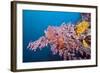 Corals in the Bug of the Japanese Wreck 2, Marovo Lagoon, the Solomon Islands-Reinhard Dirscherl-Framed Photographic Print