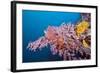 Corals in the Bug of the Japanese Wreck 2, Marovo Lagoon, the Solomon Islands-Reinhard Dirscherl-Framed Photographic Print