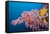 Corals in the Bug of the Japanese Wreck 2, Marovo Lagoon, the Solomon Islands-Reinhard Dirscherl-Framed Stretched Canvas