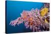 Corals in the Bug of the Japanese Wreck 2, Marovo Lagoon, the Solomon Islands-Reinhard Dirscherl-Stretched Canvas