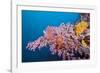 Corals in the Bug of the Japanese Wreck 2, Marovo Lagoon, the Solomon Islands-Reinhard Dirscherl-Framed Photographic Print