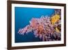 Corals in the Bug of the Japanese Wreck 2, Marovo Lagoon, the Solomon Islands-Reinhard Dirscherl-Framed Photographic Print