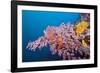 Corals in the Bug of the Japanese Wreck 2, Marovo Lagoon, the Solomon Islands-Reinhard Dirscherl-Framed Photographic Print