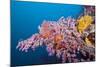 Corals in the Bug of the Japanese Wreck 2, Marovo Lagoon, the Solomon Islands-Reinhard Dirscherl-Mounted Photographic Print