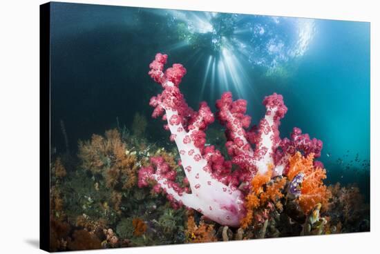 Corals in the Level Mangrove Range, Raja Ampat, West Papua, Indonesia-Reinhard Dirscherl-Stretched Canvas