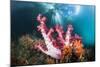 Corals in the Level Mangrove Range, Raja Ampat, West Papua, Indonesia-Reinhard Dirscherl-Mounted Photographic Print