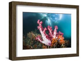 Corals in the Level Mangrove Range, Raja Ampat, West Papua, Indonesia-Reinhard Dirscherl-Framed Photographic Print