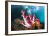 Corals in the Level Mangrove Range, Raja Ampat, West Papua, Indonesia-Reinhard Dirscherl-Framed Photographic Print