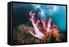 Corals in the Level Mangrove Range, Raja Ampat, West Papua, Indonesia-Reinhard Dirscherl-Framed Stretched Canvas