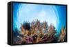 Corals in the Tropical Sea. Indonesia-Dudarev Mikhail-Framed Stretched Canvas