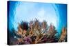 Corals in the Tropical Sea. Indonesia-Dudarev Mikhail-Stretched Canvas