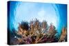 Corals in the Tropical Sea. Indonesia-Dudarev Mikhail-Stretched Canvas