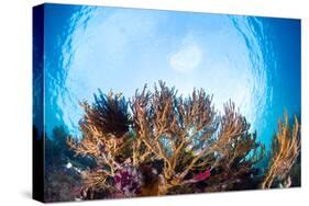 Corals in the Tropical Sea. Indonesia-Dudarev Mikhail-Stretched Canvas