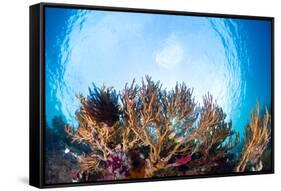 Corals in the Tropical Sea. Indonesia-Dudarev Mikhail-Framed Stretched Canvas