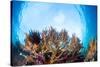 Corals in the Tropical Sea. Indonesia-Dudarev Mikhail-Stretched Canvas