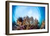 Corals in the Tropical Sea. Indonesia-Dudarev Mikhail-Framed Photographic Print