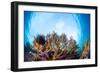 Corals in the Tropical Sea. Indonesia-Dudarev Mikhail-Framed Photographic Print