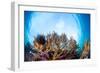 Corals in the Tropical Sea. Indonesia-Dudarev Mikhail-Framed Photographic Print
