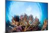 Corals in the Tropical Sea. Indonesia-Dudarev Mikhail-Mounted Photographic Print