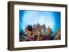 Corals in the Tropical Sea. Indonesia-Dudarev Mikhail-Framed Photographic Print