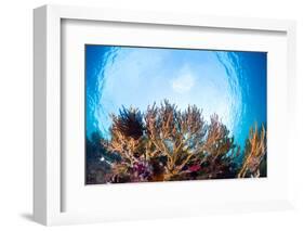 Corals in the Tropical Sea. Indonesia-Dudarev Mikhail-Framed Photographic Print