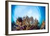 Corals in the Tropical Sea. Indonesia-Dudarev Mikhail-Framed Photographic Print