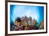 Corals in the Tropical Sea. Indonesia-Dudarev Mikhail-Framed Photographic Print